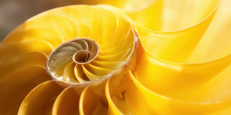 Close-up of the spiral chambers of a yellow nautilus shell